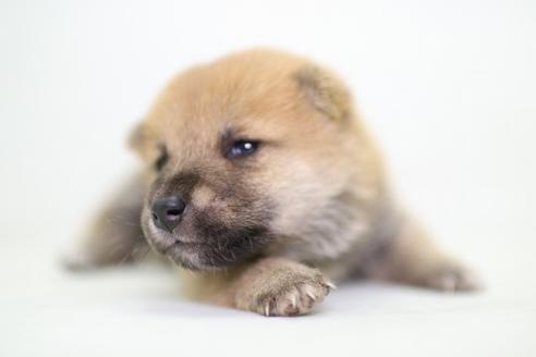 成約済の愛知県の柴犬-36473の2枚目