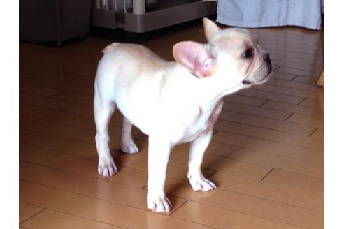 成約済の宮城県のフレンチブルドッグ-36490の3枚目