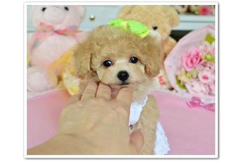 成約済の岩手県のティーカッププードル-36495の3枚目