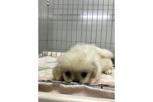 成約済の大分県のミックス犬-36511の3枚目