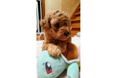 成約済の大分県のトイプードル-36512の2枚目