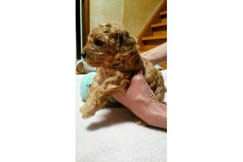 成約済の大分県のトイプードル-36512の1枚目