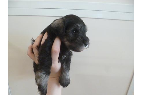 成約済の福岡県のミニチュアシュナウザー-36538の2枚目