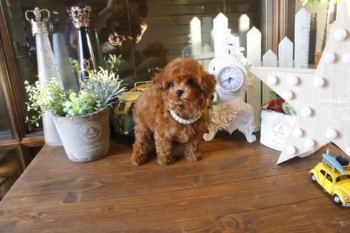 成約済の埼玉県のトイプードル-36590の3枚目