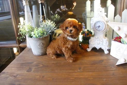 成約済の埼玉県のトイプードル-36590の2枚目