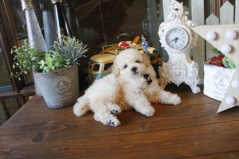 成約済の埼玉県のトイプードル-36591の1枚目