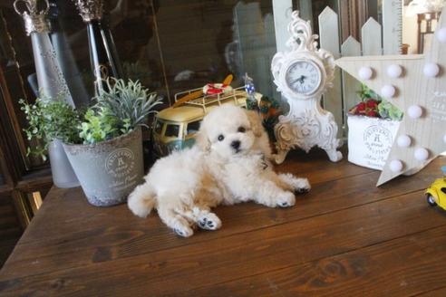 成約済の埼玉県のトイプードル-36591の3枚目