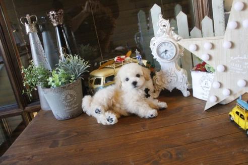 成約済の埼玉県のトイプードル-36591の4枚目