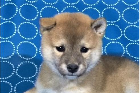 成約済の愛知県の柴犬-36344の3枚目