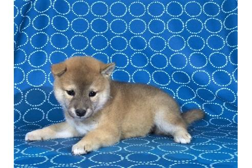 成約済の愛知県の柴犬-36344の1枚目