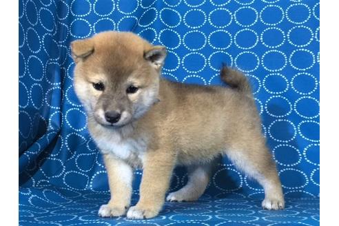 成約済の愛知県の柴犬-36344の2枚目