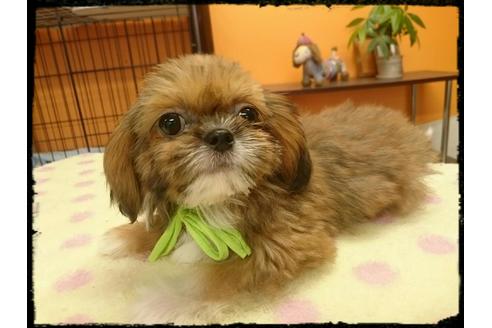 成約済の北海道のミックス犬-36271の1枚目