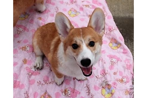 成約済の石川県のウェルシュコーギーペンブローク-36656の5枚目