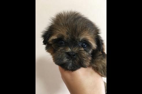 成約済の大阪府のその他の犬種-36468の5枚目