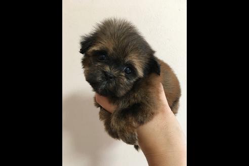 成約済の大阪府のその他の犬種-36468の4枚目