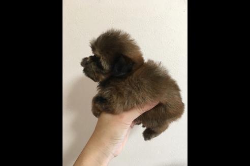 成約済の大阪府のその他の犬種-36468の3枚目