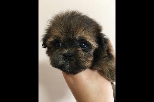 成約済の大阪府のその他の犬種-36468の2枚目