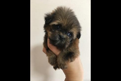 成約済の大阪府のその他の犬種-36468の1枚目