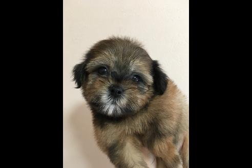 成約済の大阪府のミックス犬-36469の5枚目