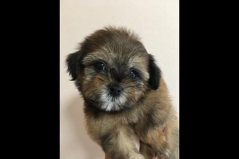 成約済の大阪府のミックス犬-36469の4枚目