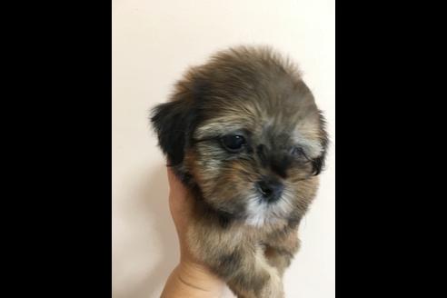 成約済の大阪府のミックス犬-36469の3枚目