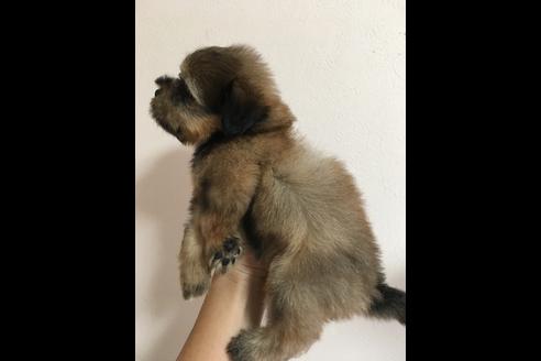 成約済の大阪府のミックス犬-36469の2枚目