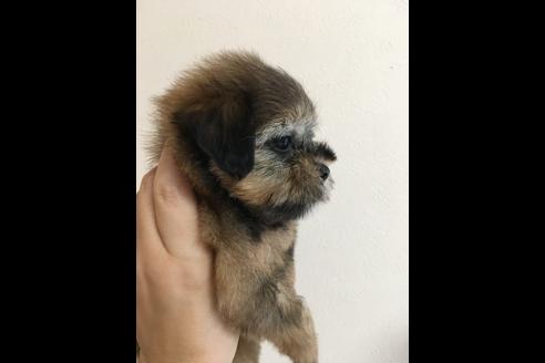 成約済の大阪府のミックス犬-36469の1枚目