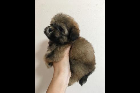 成約済の大阪府のミックス犬-36470の2枚目