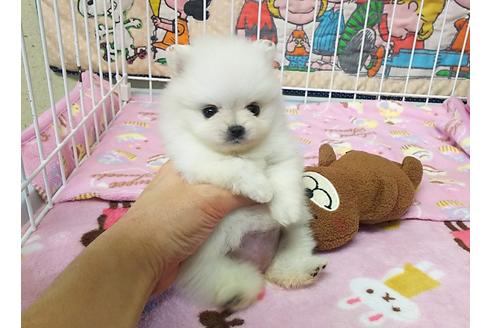 成約済の秋田県のポメラニアン-36699の1枚目