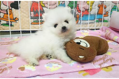 成約済の秋田県のポメラニアン-36699の2枚目