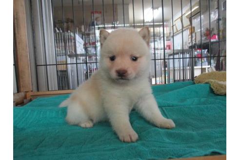 成約済の岡山県の豆柴-36712の2枚目