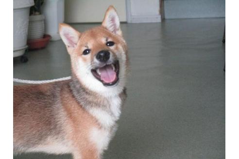 成約済の岡山県の豆柴-36732の2枚目