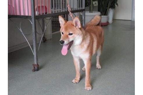 成約済の岡山県の柴犬-36737の2枚目