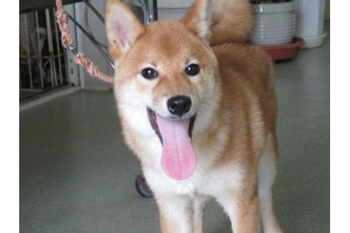 成約済の岡山県の柴犬-36737の1枚目