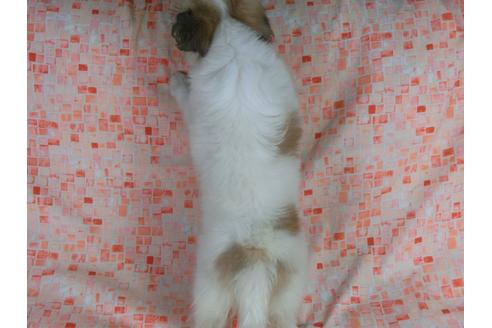 成約済の千葉県のパピヨン-34282の1枚目