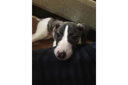 成約済の千葉県のウィペット-36679の1枚目