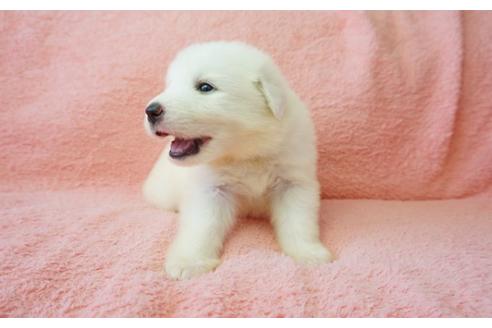成約済の奈良県のグレートピレニーズ-36764の5枚目