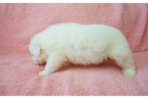 成約済の奈良県のグレートピレニーズ-36764の3枚目