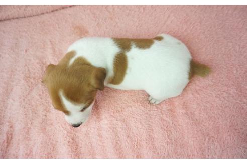 成約済の奈良県のジャックラッセルテリア-35212の2枚目