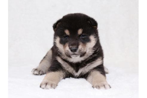 成約済の栃木県の柴犬-36782の1枚目
