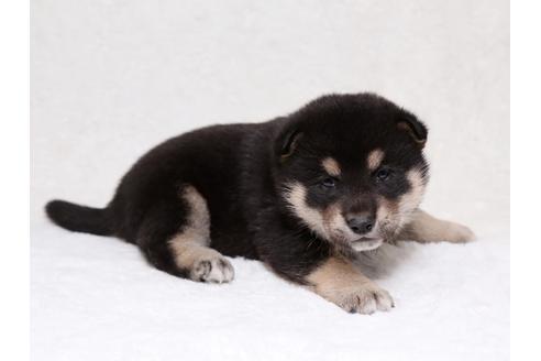 成約済の栃木県の柴犬-36782の2枚目