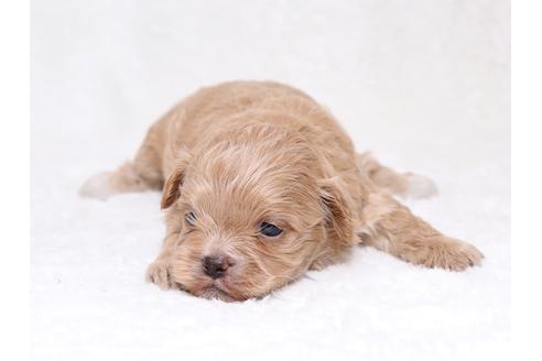 成約済の栃木県のミックス犬-36783の1枚目