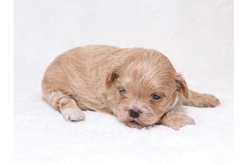 成約済の栃木県のミックス犬-36783の2枚目