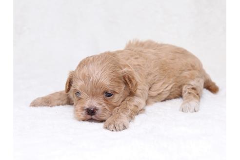 成約済の栃木県のミックス犬-36783の3枚目