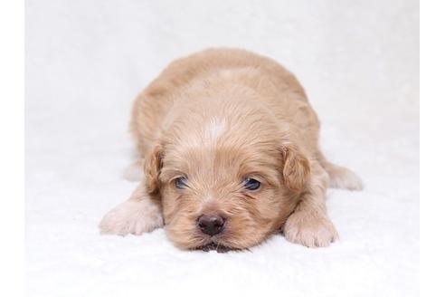 成約済の栃木県のミックス犬-36784の1枚目