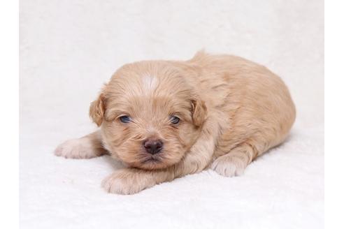 成約済の栃木県のミックス犬-36784の2枚目