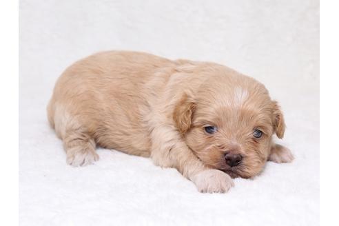 成約済の栃木県のミックス犬-36784の3枚目