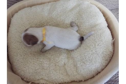 成約済の兵庫県のジャックラッセルテリア-35734の3枚目