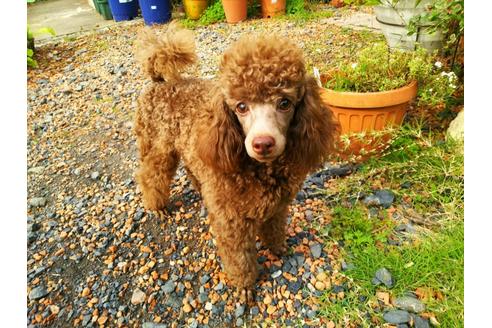 成約済の栃木県のトイプードル-36806の5枚目