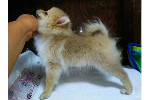 成約済の栃木県のポメラニアン-36808の2枚目